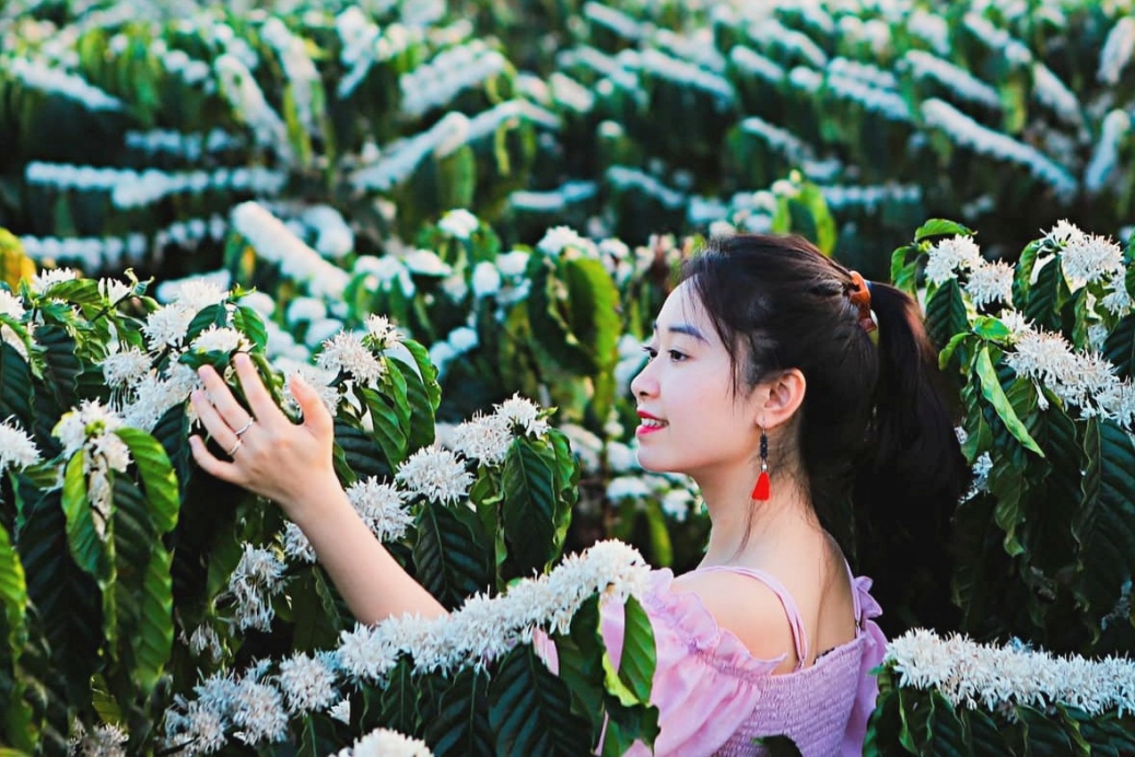 hoa ca phe buon ma thuot